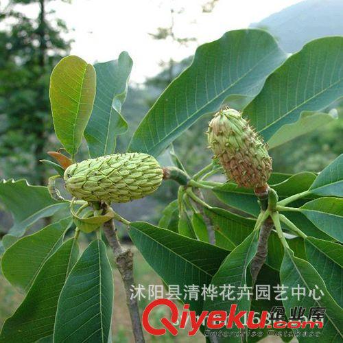 草坪   草種 基地直銷(xiāo)厚樸種子 厚皮川樸樹(shù)種子 中藥材種子 綠化苗木種子原始圖片3