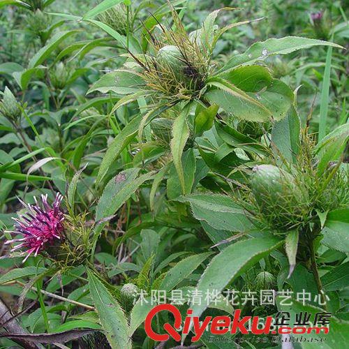  草坪   草種 現(xiàn)貨供應(yīng)白術(shù)種子 高產(chǎn)白術(shù)種子 蒼術(shù)種子 桴薊種子 藥草種子原始圖片3