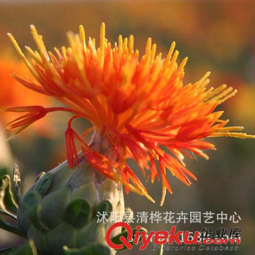  草坪   草種 tj出售 高品質(zhì)紅花種子 紅藍花種子 刺紅花種子 觀賞價值高原始圖片3