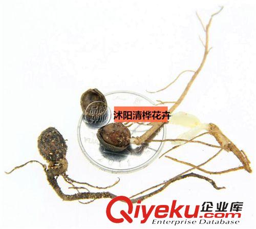  草坪   草種 批發(fā)嫁接桂花的流蘇種子 油根子種子 流蘇樹(shù)種子 油根種子