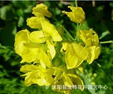 花卉種子 散裝zcy種子 芥末 藥用芥末種子 高級調(diào)味品