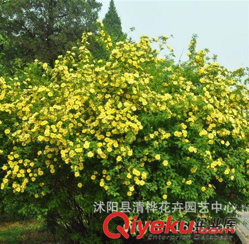 彩包種子 出售優(yōu)質(zhì)黃刺玫種子、玫瑰種子、紅刺玫、破皮刺玫、刺玫花直銷(xiāo)原始圖片2