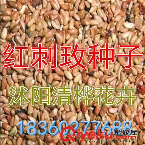 彩包種子 出售優(yōu)質(zhì)黃刺玫種子、玫瑰種子、紅刺玫、破皮刺玫、刺玫花直銷(xiāo)原始圖片3