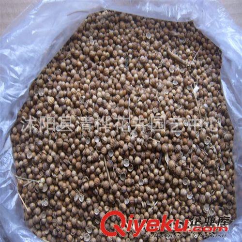 彩包種子 香菜種子批發(fā) 蔬菜種子直銷 特色香菜王種籽 廠家直銷 四季型原始圖片2