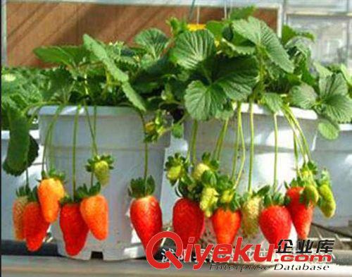 蔬菜種子 水果種子 草莓種子 盆栽草莓四季都可以種 50粒原始圖片2