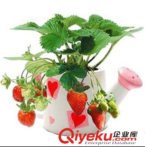 蔬菜種子 水果種子 草莓種子 盆栽草莓四季都可以種 50粒原始圖片3