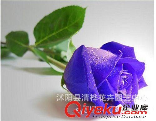蔬菜種子 玫瑰花種子 彩色玫瑰花種子 多色玫瑰 四季播種庭院陽臺(tái)花卉植物原始圖片2