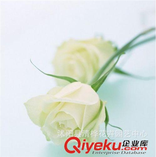 蔬菜種子 玫瑰花種子 彩色玫瑰花種子 多色玫瑰 四季播種庭院陽臺(tái)花卉植物原始圖片3