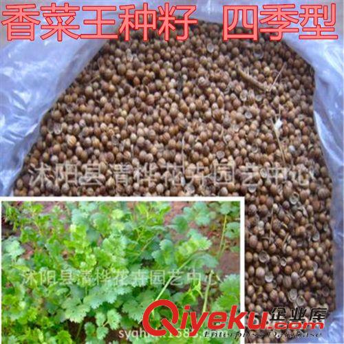 蔬菜種子 蔬菜種子 馬齒菜種子 馬齒莧種子 馬齒莧子 qrjd 3元500粒裝