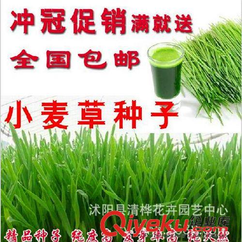 小麥草        小麥種子 健康食品 麥草種子 有機(jī)小麥草種子 發(fā)芽率99%.一袋500克