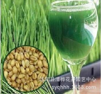 小麥草        小麥種子 芽苗菜種子 小麥草種子 營養(yǎng)保健 出芽后榨汁喝 一斤裝原始圖片2