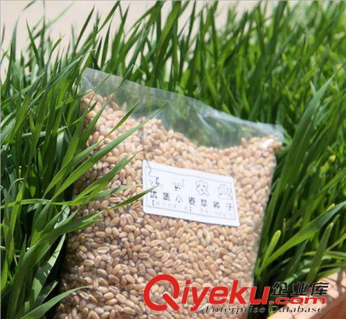 小麥草        小麥種子 芽苗菜種子 小麥草種子 營養(yǎng)保健 出芽后榨汁喝 一斤裝原始圖片3