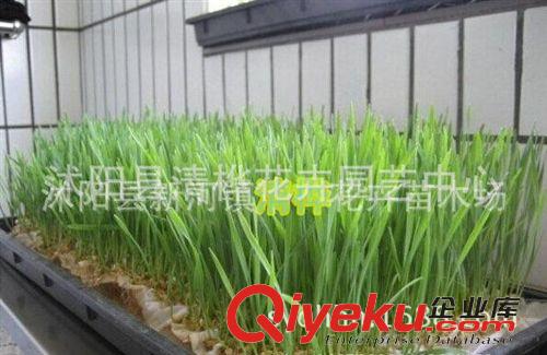 小麥草        小麥種子 供應(yīng)臺灣進(jìn)口原種純度99%有機小麥草種子原始圖片2