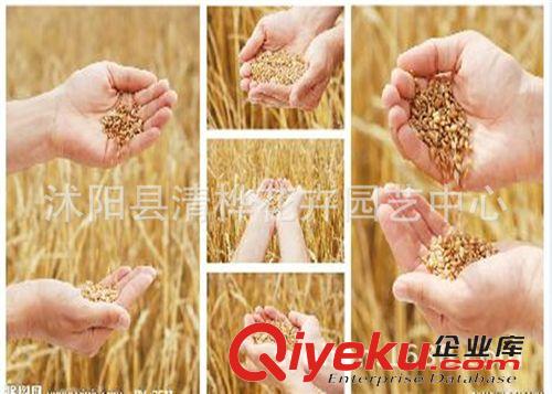 小麥草        小麥種子 供應(yīng)臺灣進(jìn)口原種純度99%有機小麥草種子原始圖片3
