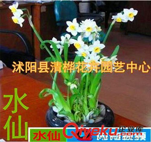 種球 營養(yǎng)液 營養(yǎng)土 濃縮花草植物營養(yǎng)液 批發(fā) 水培迷你植物專用營養(yǎng)液 生長調(diào)節(jié)劑