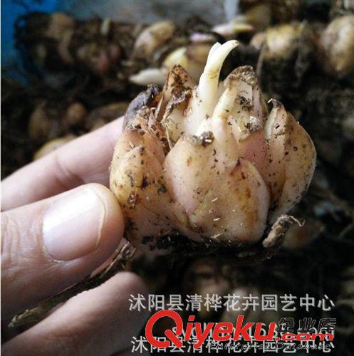 種球 營養(yǎng)液 營養(yǎng)土 批發(fā)供應(yīng)百合種球香水百合種球多頭百合觀賞百合 進(jìn)口鮮切花原始圖片2
