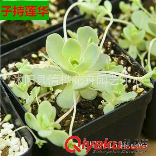 種球 營養(yǎng)液 營養(yǎng)土 批發(fā)供應(yīng)百合種球香水百合種球多頭百合觀賞百合 進(jìn)口鮮切花