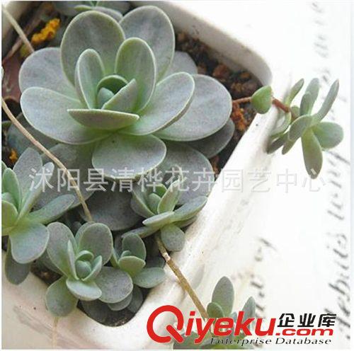 種球 營養(yǎng)液 營養(yǎng)土 多肉植物 肉肉植物 子持蓮華 植物盆栽 辦公室綠植 盆景花苗原始圖片2