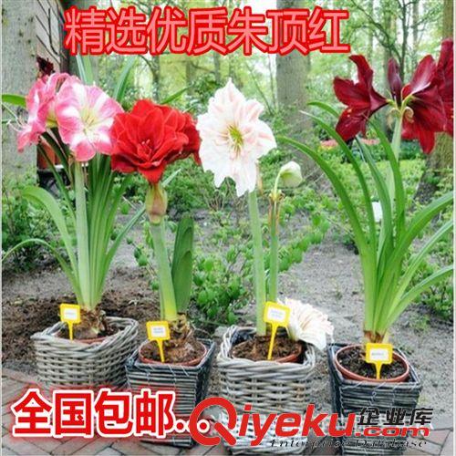 種球 營養(yǎng)液 營養(yǎng)土 多肉植物 肉肉植物 子持蓮華 植物盆栽 辦公室綠植 盆景花苗