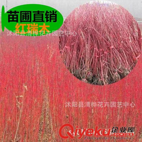 喬木 工程綠化苗木 紅瑞木 紅麻球 叢生紅瑞木苗 色塊綠化植物 貨源足