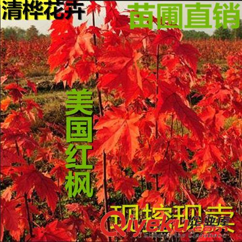 喬木 直銷美國紅楓小苗 美國改良紅楓 北美紅楓 現(xiàn)貨充足 園林綠化苗木