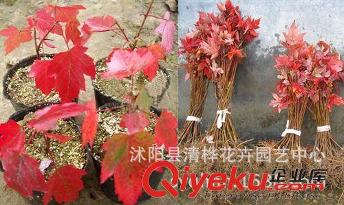 喬木 直銷美國紅楓小苗 美國改良紅楓 北美紅楓 現(xiàn)貨充足 園林綠化苗木