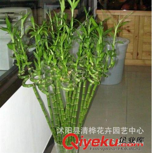 竹子 基地供應水培植物 富貴竹 轉(zhuǎn)運竹 開運竹 彎竹 水培植物 凈化空氣