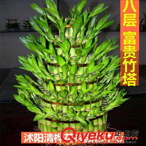 竹子 庭院綠化植物紫竹、金鑲玉竹、青竹、黃金竹 出售竹苗