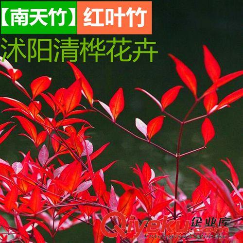 竹子 辦公室內(nèi)客廳盆栽花卉 南天竹 盆景紅天竹 紅天竺盆栽