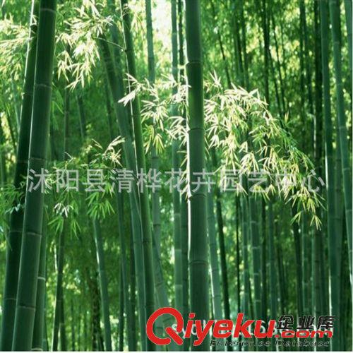 竹子 批發(fā)竹子苗 四季常青 竹類(lèi)植物 綠化工程用 竹子系列 山體固坡