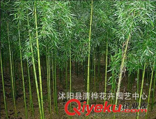 竹子 批發(fā)竹子苗 四季常青 竹類(lèi)植物 綠化工程用 竹子系列 山體固坡