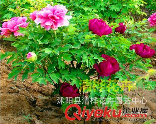 小苗 牡丹花苗 菏澤牡丹花苗盆栽 品種齊全 大苗包成活 保證品種原始圖片2