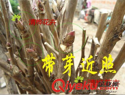 小苗 牡丹花苗 菏澤牡丹花苗盆栽 品種齊全 大苗包成活 保證品種原始圖片3
