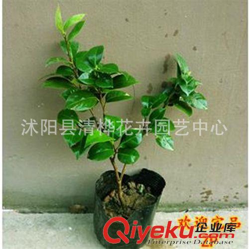 小苗 供應(yīng)gd室內(nèi)盆栽植物茶花苗茶花樹苗原始圖片2