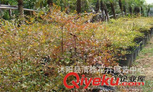 小苗 辦公室內客廳盆栽花卉 南天竹 盆景紅天竹 紅天竺盆栽