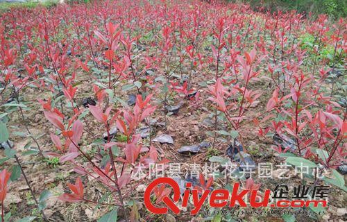 小苗 直銷紅葉石楠工程苗高桿紅葉石楠球苗容器苗 品種優(yōu)良 tj批發(fā)