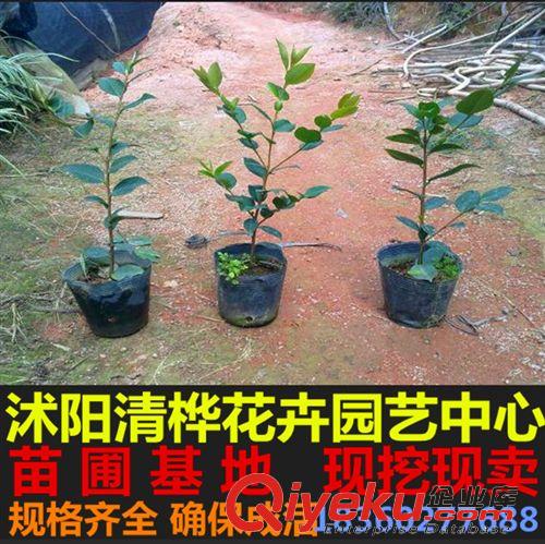 小苗 批發(fā)茶花小苗 山茶花苗/茶花盆栽 30-40cm高 綠化小苗