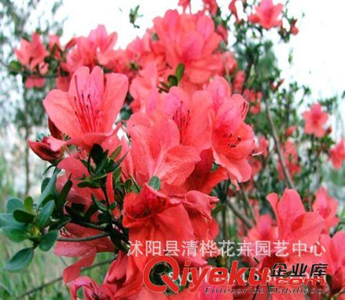 工程苗 zz嫁接桂花樹苗 優(yōu)質(zhì) 流蘇嫁接桂 丹桂 朱砂桂 沉香桂 桂花盆栽