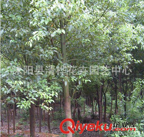 工程苗 苗圃直銷紫玉蘭小苗 紅 黃 白玉蘭樹苗 自產(chǎn)銷售小喬木 免費取樣