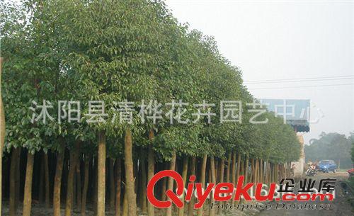 工程苗 基地現(xiàn)貨直銷香樟苗 香樟樹苗 園林綠化苗木 工程苗 香樟樹原始圖片2