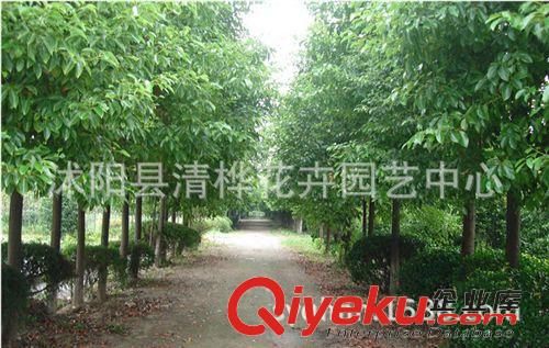 工程苗 基地現(xiàn)貨直銷香樟苗 香樟樹苗 園林綠化苗木 工程苗 香樟樹原始圖片3