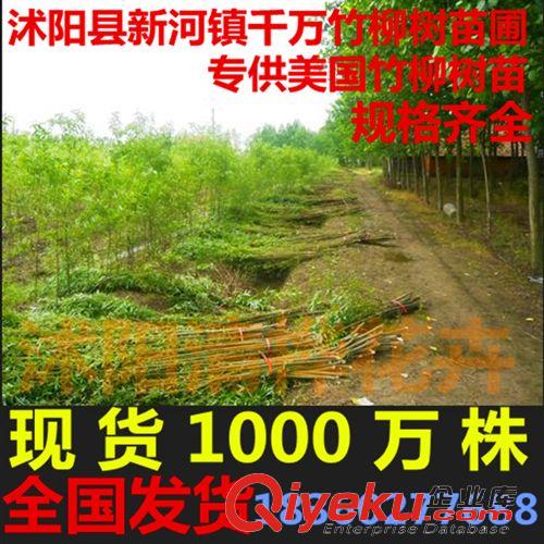 工程苗 基地苗竹柳苗直銷 速生柳樹 美國竹柳樹苗 竹柳小苗 防護樹