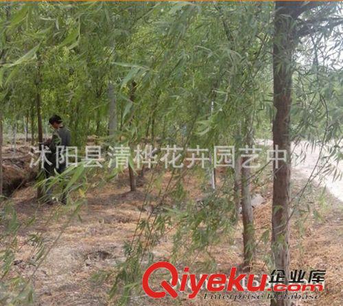 工程苗 直銷植物棕櫚 園林綠化苗木 大型苗木