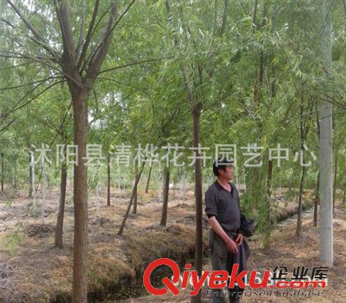 工程苗 直銷垂柳苗 垂柳樹苗 綠化工程苗 護(hù)坡綠化垂柳 無病害 易成活原始圖片3
