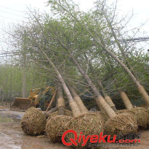 工程苗 直銷植物棕櫚 園林綠化苗木 大型苗木