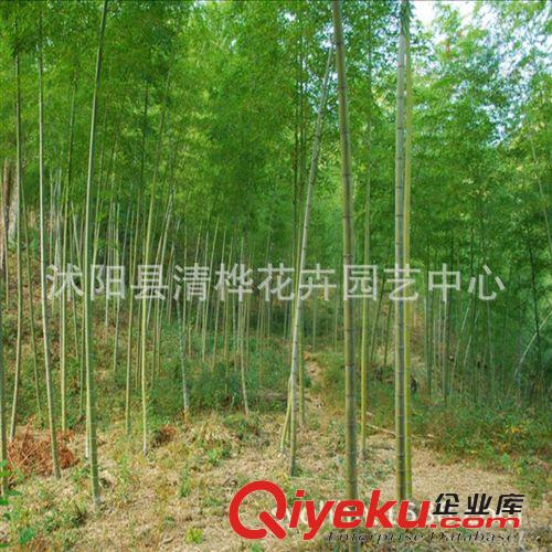 工程苗 批發(fā)銀杏苗 實生銀杏苗 嫁接銀杏苗 銀杏樹苗 規(guī)格全 價格優(yōu)