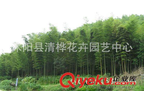 工程苗 批發(fā)毛竹苗 竹類植物 大毛竹苗 綠化竹苗 優(yōu)質(zhì)竹苗原始圖片2