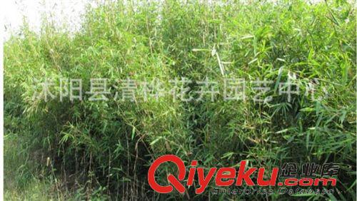 工程苗 批發(fā)毛竹苗 竹類植物 大毛竹苗 綠化竹苗 優(yōu)質(zhì)竹苗原始圖片3