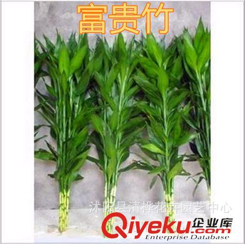 水生花卉 水培植物 大葉富貴竹 轉(zhuǎn)運(yùn)竹 開(kāi)運(yùn)竹 凈化空氣 好養(yǎng) 彎竹 直竹