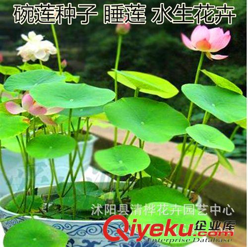 水生花卉 水培植物 碗蓮種子 睡蓮 水生花卉 花卉種子 室內(nèi)小荷花種子